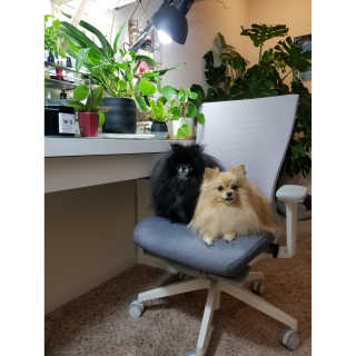 Peepingpomeranian님이 올린 리뷰 사진 2