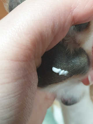 beaglelove님이 올린 리뷰 사진 2