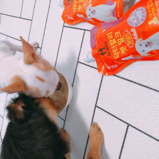 닥터할리펫밀크 8종 — 5점을 준 리뷰어가 2019년 1월 올린 사용 사진