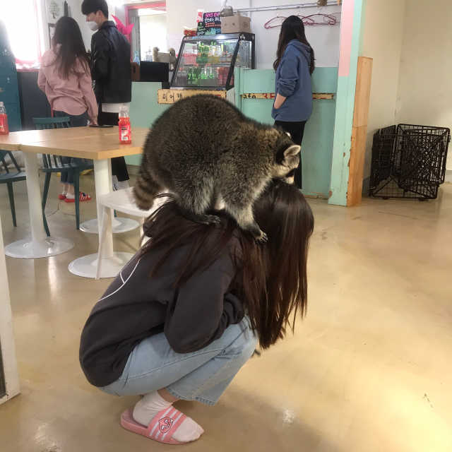 [미어캣족장] 2인 입장권+음료2잔 리뷰 사진