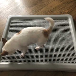 [펫토리아] 한판뚝딱 강아지 배변판 실속형,초대형 — 5점을 준 리뷰어가 2019년 4월 올린 사용 사진