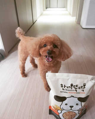 [펫토리아] 맛도 영양도 BEST 한끼뚝딱 강아지 사료 — 5점을 준 리뷰어가 2019년 4월 올린 사용 사진