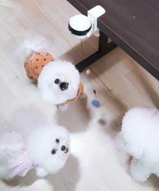 삼숑이맘님이 올린 리뷰 사진 1