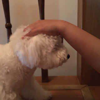 보니보니님이 올린 리뷰 사진 3