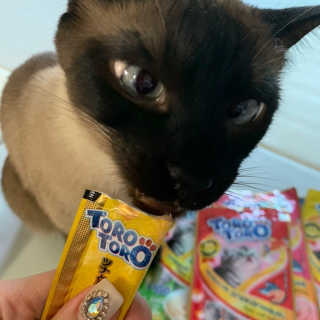 펫토리아 짜먹는 토로토로 고양이 파우치 간식 — 5점을 준 리뷰어가 2019년 6월 올린 사용 사진