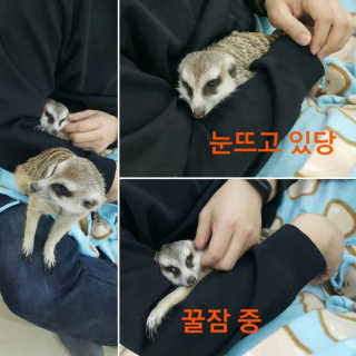 블루빛고양이님이 올린 리뷰 사진 1