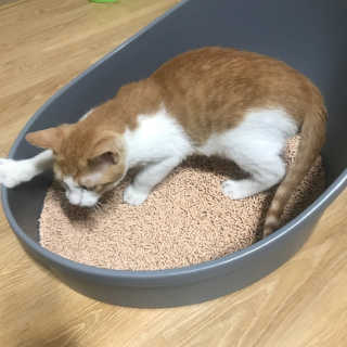 [펫토리아] BEST 고양이두부모래 6L 한삽뚝딱 — 5점을 준 리뷰어가 2019년 2월 올린 사용 사진