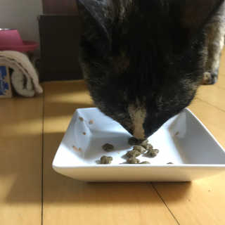 그린펫푸드 인섹트캣 글루텐프리（1.2KG） — 5점을 준 리뷰어가 2019년 9월 올린 사용 사진