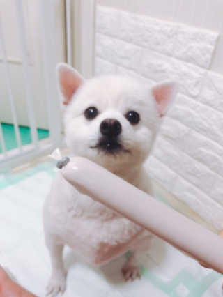 [펫토리아] 뚝딱뚝딱 400g 강아지 간식 베스트5종 — 5점을 준 리뷰어가 2019년 1월 올린 사용 사진
