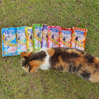 펫토리아 짜먹는 토로토로 고양이 파우치 간식 — 5점을 준 리뷰어가 2019년 6월 올린 사용 사진