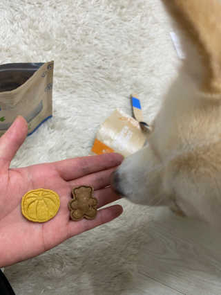 [브루클린펫코] 프리미엄 강아지 수제 쿠키 2종 SET — 5점을 준 리뷰어가 2020년 3월 올린 사용 사진