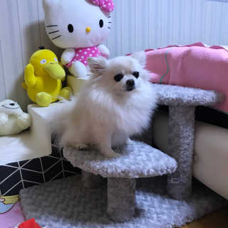 [펫토리아] 한탭뚝딱 강아지계단 BEST 모음 — 5점을 준 리뷰어가 2019년 1월 올린 사용 사진