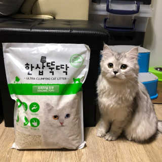 [펫토리아] BEST 고양이두부모래 6L 한삽뚝딱 — 4.5점을 준 리뷰어가 2019년 1월 올린 사용 사진