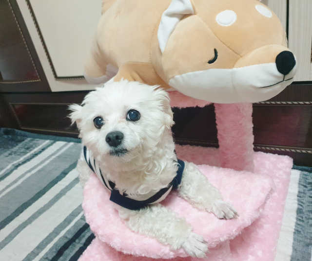 [펫토리아] 한탭뚝딱 강아지계단 BEST 모음 리뷰 사진