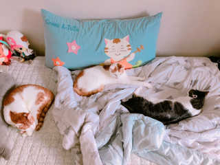 Four paws 리뉴얼 포포즈 매직코트 털 제거 브러쉬 — 5점을 준 리뷰어가 2018년 8월 올린 사용 사진