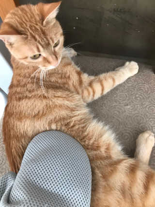 Four paws 리뉴얼 포포즈 매직코트 털 제거 브러쉬 — 4점을 준 리뷰어가 2018년 8월 올린 사용 사진