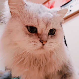 Four paws 리뉴얼 포포즈 매직코트 털 제거 브러쉬 — 5점을 준 리뷰어가 2018년 8월 올린 사용 사진