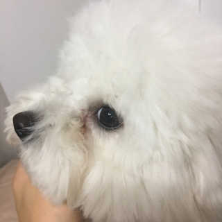 잠보아 뉴트리페어 굿바이 티어스테인 — 5점을 준 리뷰어가 2019년 12월 올린 사용 사진