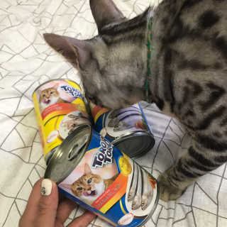 [펫토리아]토로토로 고양이 주식캔 — 4.5점을 준 리뷰어가 2019년 8월 올린 사용 사진
