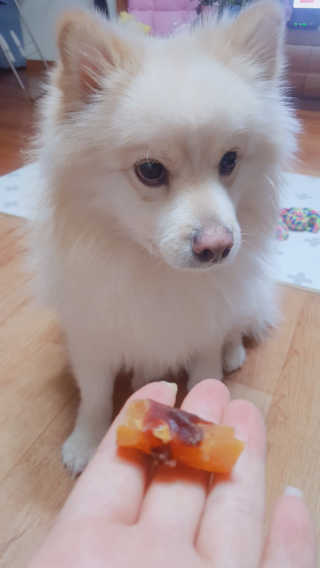 [펫토리아] 뚝딱뚝딱 400g 강아지 간식 베스트5종 — 5점을 준 리뷰어가 2019년 1월 올린 사용 사진