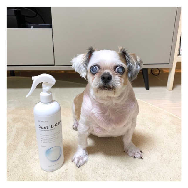 [펫토리아] 뚝딱케어 강아지 고양이 다목적세정제 리뷰 사진