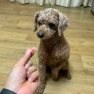 펫토리아 한입뚝딱 국내산 강아지간식 BEST 5종 — 5점을 준 리뷰어가 2019년 5월 올린 사용 사진
