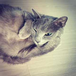 Four paws 리뉴얼 포포즈 매직코트 털 제거 브러쉬 — 5점을 준 리뷰어가 2018년 8월 올린 사용 사진