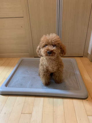 [펫토리아] 한판뚝딱 강아지 배변판 실속형,초대형 — 4.5점을 준 리뷰어가 2019년 6월 올린 사용 사진