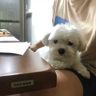 펫토리아 한끼뚝딱 클래식 국산 건식사료 — 5점을 준 리뷰어가 2019년 7월 올린 사용 사진