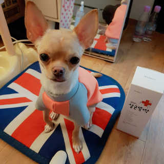 [펫토리아]살균뚝딱 강아지 고양이 살균소독제 탈취제 — 5점을 준 리뷰어가 2019년 10월 올린 사용 사진
