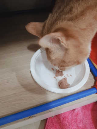 [펫토리아] BEST 한캔뚝딱 고양이 주식캔 — 3.5점을 준 리뷰어가 2019년 3월 올린 사용 사진