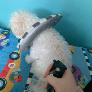 찐멍멍이님이 올린 리뷰 사진 1