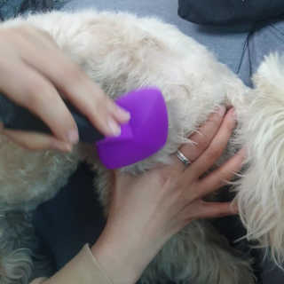 [펫토리아] 뚝딱케어 강아지 고양이 샴푸+미스트 SET — 3.5점을 준 리뷰어가 2020년 2월 올린 사용 사진