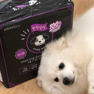 펫토리아 한장뚝딱 NEW 프리미엄 국내산 배변패드 — 5점을 준 리뷰어가 2019년 5월 올린 사용 사진