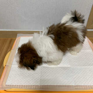 페츠모아 냄새잡는 요술배변패드 — 5점을 준 리뷰어가 2020년 3월 올린 사용 사진