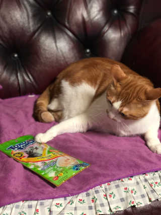 펫토리아 짜먹는 토로토로 고양이 파우치 간식 — 5점을 준 리뷰어가 2019년 6월 올린 사용 사진