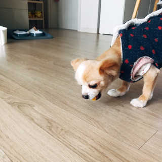 [브루클린펫코] 프리미엄 강아지 수제 쿠키 2종 SET — 5점을 준 리뷰어가 2020년 3월 올린 사용 사진