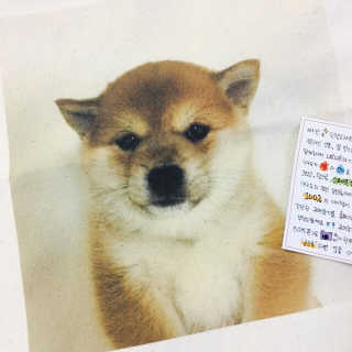 구구도 나만의 아이템, 유니크한 디자인 에코백 — 5점을 준 리뷰어가 2017년 6월 올린 사용 사진