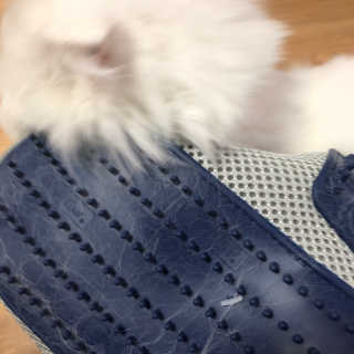 Four paws 리뉴얼 포포즈 매직코트 털 제거 브러쉬 — 4점을 준 리뷰어가 2018년 8월 올린 사용 사진