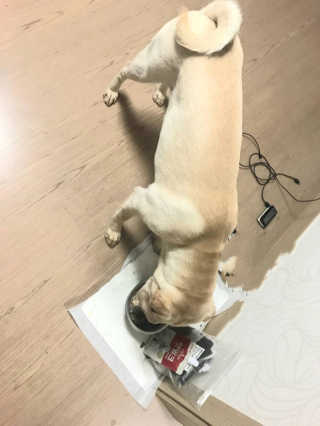 [빙그레] 에버그로 생유산균 1봉（10포입）+펫밀크2팩 — 5점을 준 리뷰어가 2019년 5월 올린 사용 사진