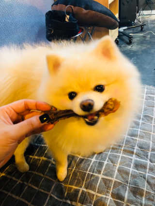 [펫토리아] 한입뚝딱 강아지 수제간식 BEST 5종 — 5점을 준 리뷰어가 2019년 2월 올린 사용 사진