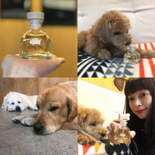 오!마이실리 오마이실리 반려동물 디퓨저 — 4점을 준 리뷰어가 2017년 11월 올린 사용 사진
