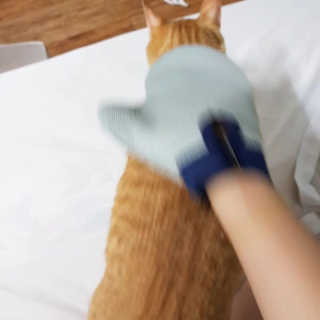 Four paws 리뉴얼 포포즈 매직코트 털 제거 브러쉬 — 4점을 준 리뷰어가 2018년 8월 올린 사용 사진