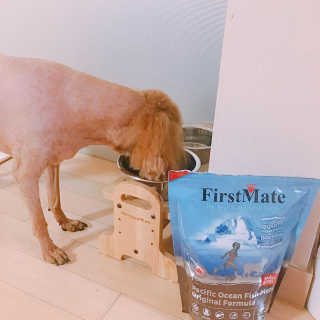 [펫토리아] 퍼스트메이트 강아지 사료 — 5점을 준 리뷰어가 2019년 3월 올린 사용 사진