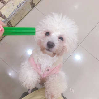 [펫토리아] BEST 한입뚝딱 실속형 강아지 덴탈껌 — 5점을 준 리뷰어가 2019년 2월 올린 사용 사진