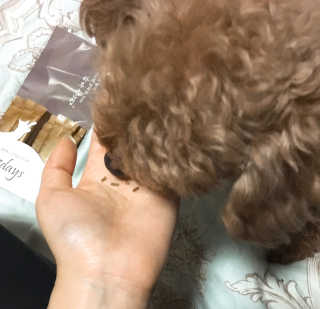 하루한첩 반려동물 한방영양제 장튼튼 7days — 4.5점을 준 리뷰어가 2018년 1월 올린 사용 사진