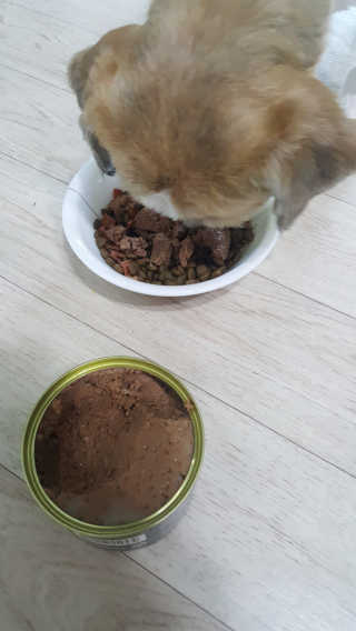 [펫토리아] 한캔뚝딱 강아지 주식캔 12종 콤보 — 5점을 준 리뷰어가 2019년 8월 올린 사용 사진
