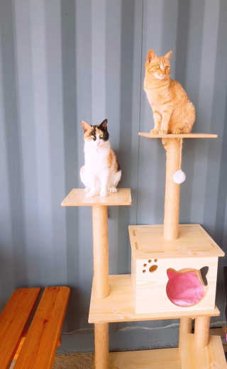 [펫토리아] BEST 한캔뚝딱 고양이 주식캔 — 4.5점을 준 리뷰어가 2019년 3월 올린 사용 사진