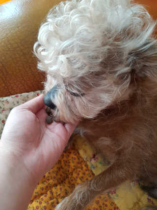 제라늄님이 올린 리뷰 사진 4