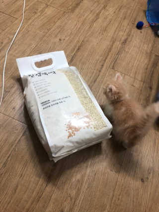 [펫토리아]한삽뚝딱 프리미엄 고양이 두부모래 — 4점을 준 리뷰어가 2019년 8월 올린 사용 사진